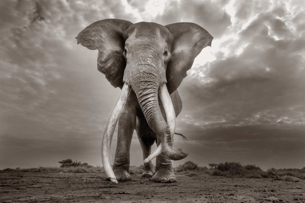 Kenya. 2025 © Cristina Mittermeier