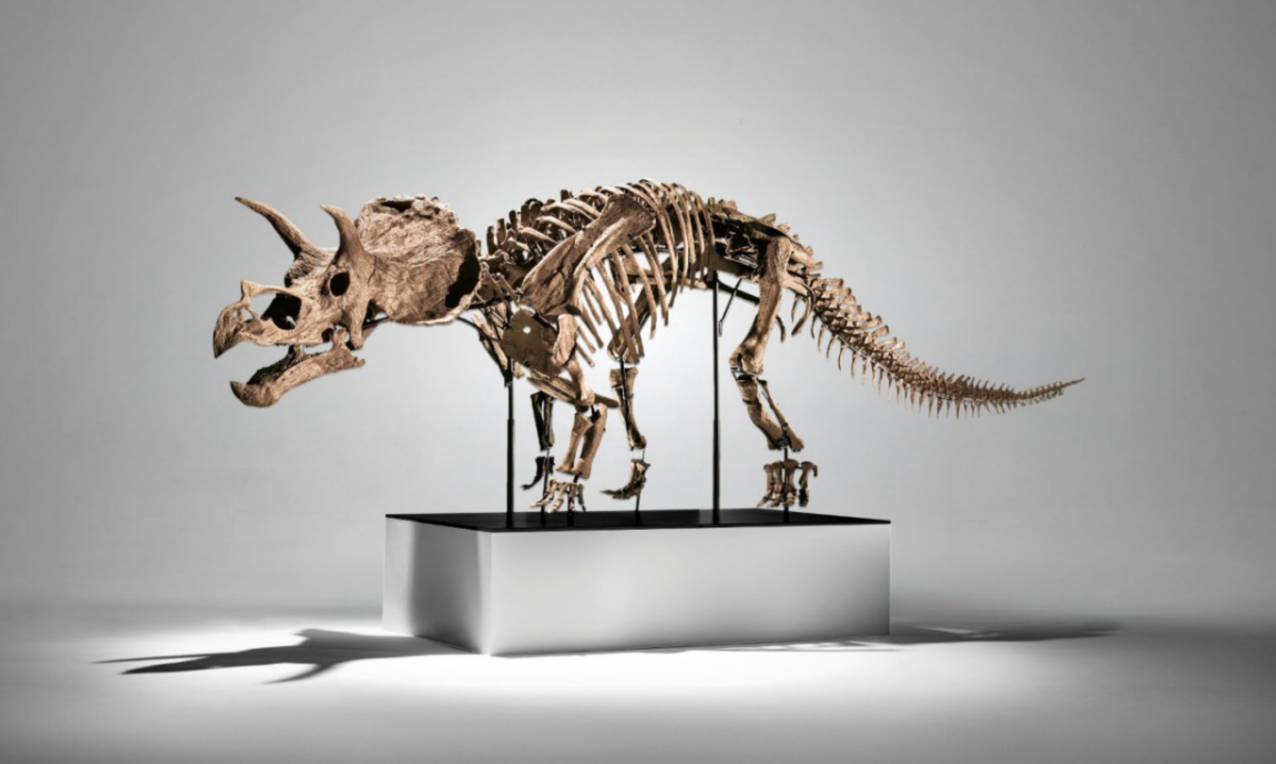 Dinosauromania. Phillips porta in asta questo Triceratopo da 3 milioni di dollari