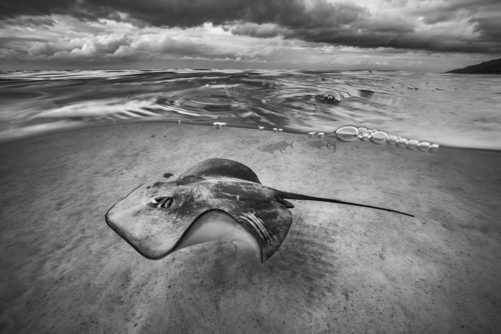 Moorea, Polinesia Francese. 2019 © Cristina Mittermeier