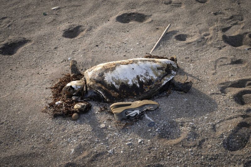 Francesco Bellina, Hotspot Mediterraneo. I resti di una tartaruga sulla spiaggia a causa dell'inquinamento chimico in Tunisia. Gabès, Tunisia, 2023