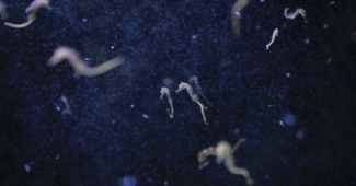 Mediterraneo e cambiamenti climatici al centro di una mostra a Palermo