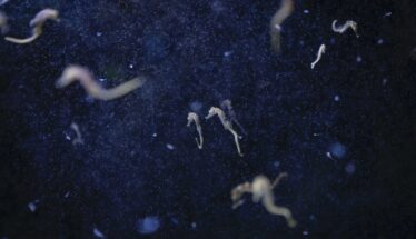 Francesco Bellina, Hotspot Mediterraneo. Cavallucci marini nel laboratorio dell’Università di Murcia, Spagna, 2023