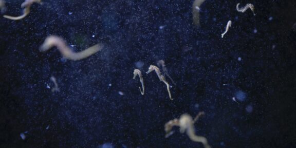 Francesco Bellina, Hotspot Mediterraneo. Cavallucci marini nel laboratorio dell’Università di Murcia, Spagna, 2023