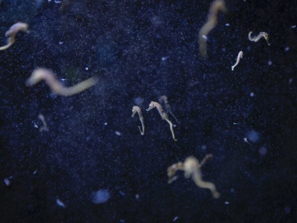 Francesco Bellina, Hotspot Mediterraneo. Cavallucci marini nel laboratorio dell’Università di Murcia, Spagna, 2023