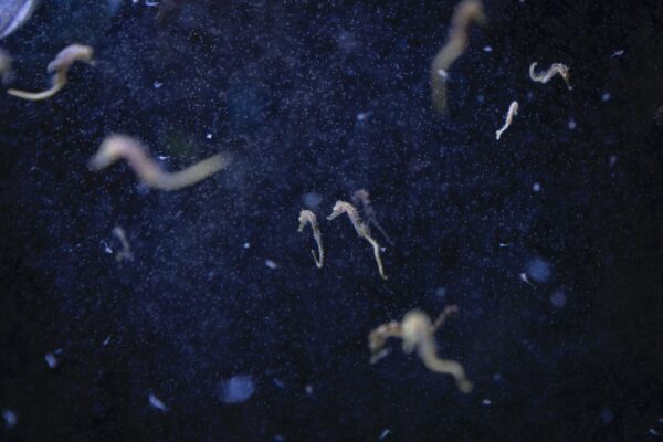 Francesco Bellina, Hotspot Mediterraneo. Cavallucci marini nel laboratorio dell’Università di Murcia, Spagna, 2023