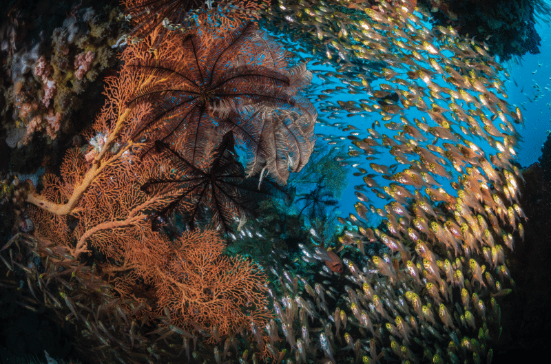 Scatto di David Doubilet - Mostra Oceani, Villa Bardini, Firenze
