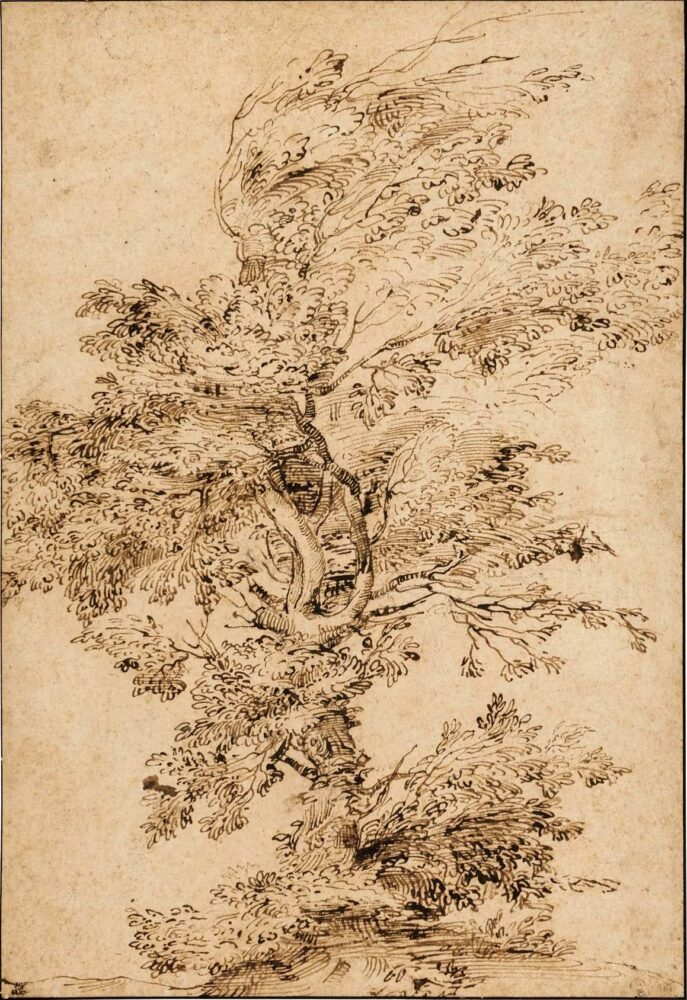 Annibale Carracci, Study of a Tree