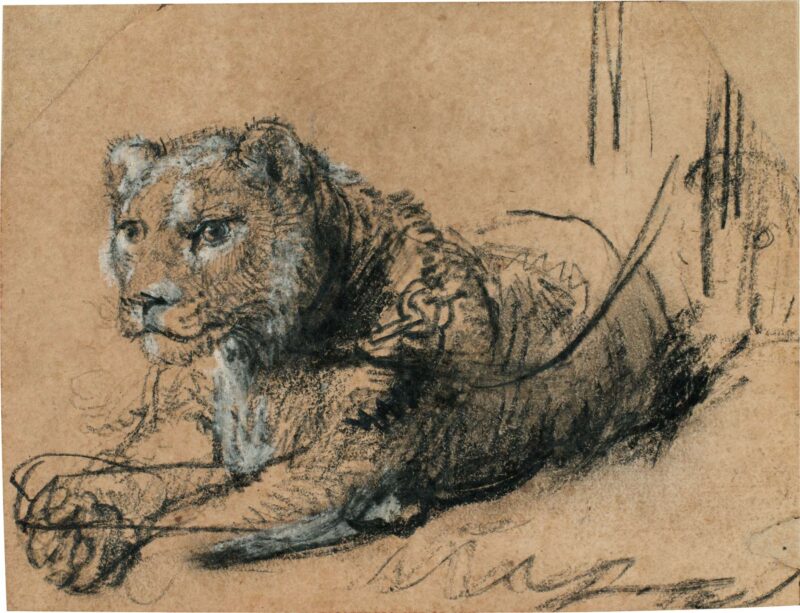 Rembrandt, Young Lion Resting, ca. 1638–42, Black chalk with white chalk heightening and grey wash on brown laid paper, 115 x 150 mm