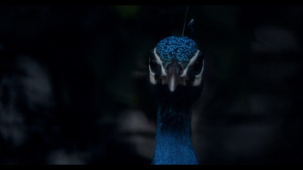 Amar Kanwar, Videoinstallazione “The Peacock’s Graveyard”, 2023. Pinault Collection. © Palazzo Grassi, Pinault Collection. Photo Marco Cappelletti Studio