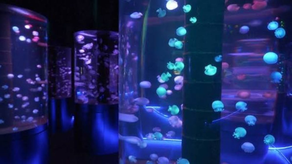 In Florida il primo museo americano dedicato alle meduse