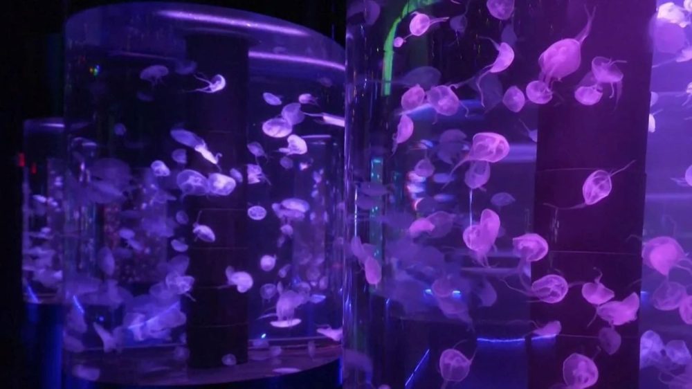 In Florida il primo museo americano dedicato alle meduse