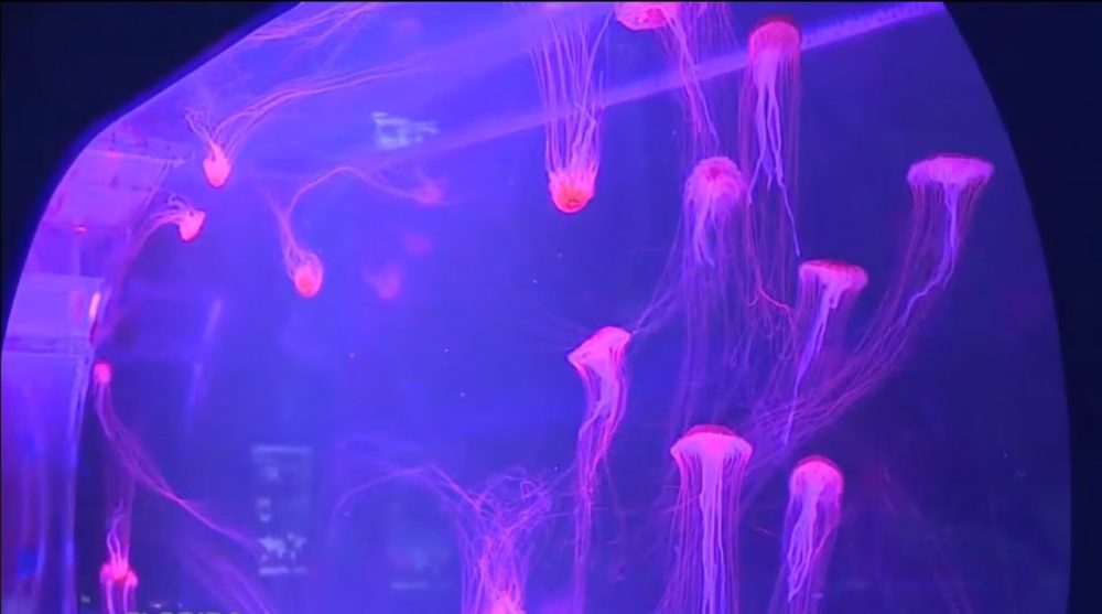 In Florida il primo museo americano dedicato alle meduse