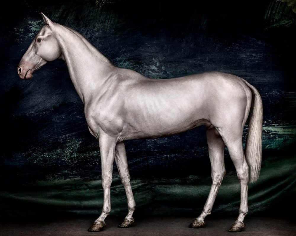 Mario Testino Horses (II), Urtasaray, Uzbekistan, 2023 Digitally produced C-type print © Mario Testino
